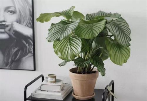 散光|夏天养4种花,摆在北阳台,安全度夏不徒长,越长越好看