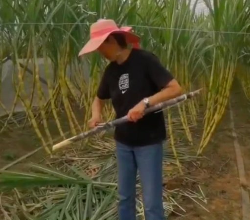 排球|60岁郎平干农活耐人寻味，或重现提拔朱婷壮举，中国女排东山再起