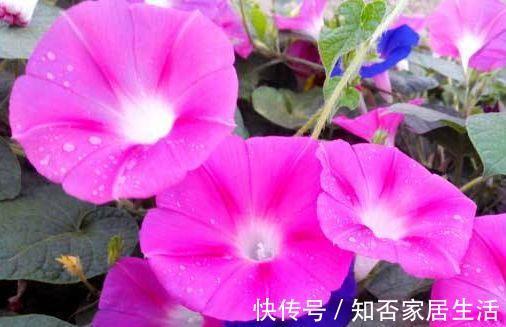农历|农历7月7号起,最适合养这些花,花色美轮美奂,充满生机