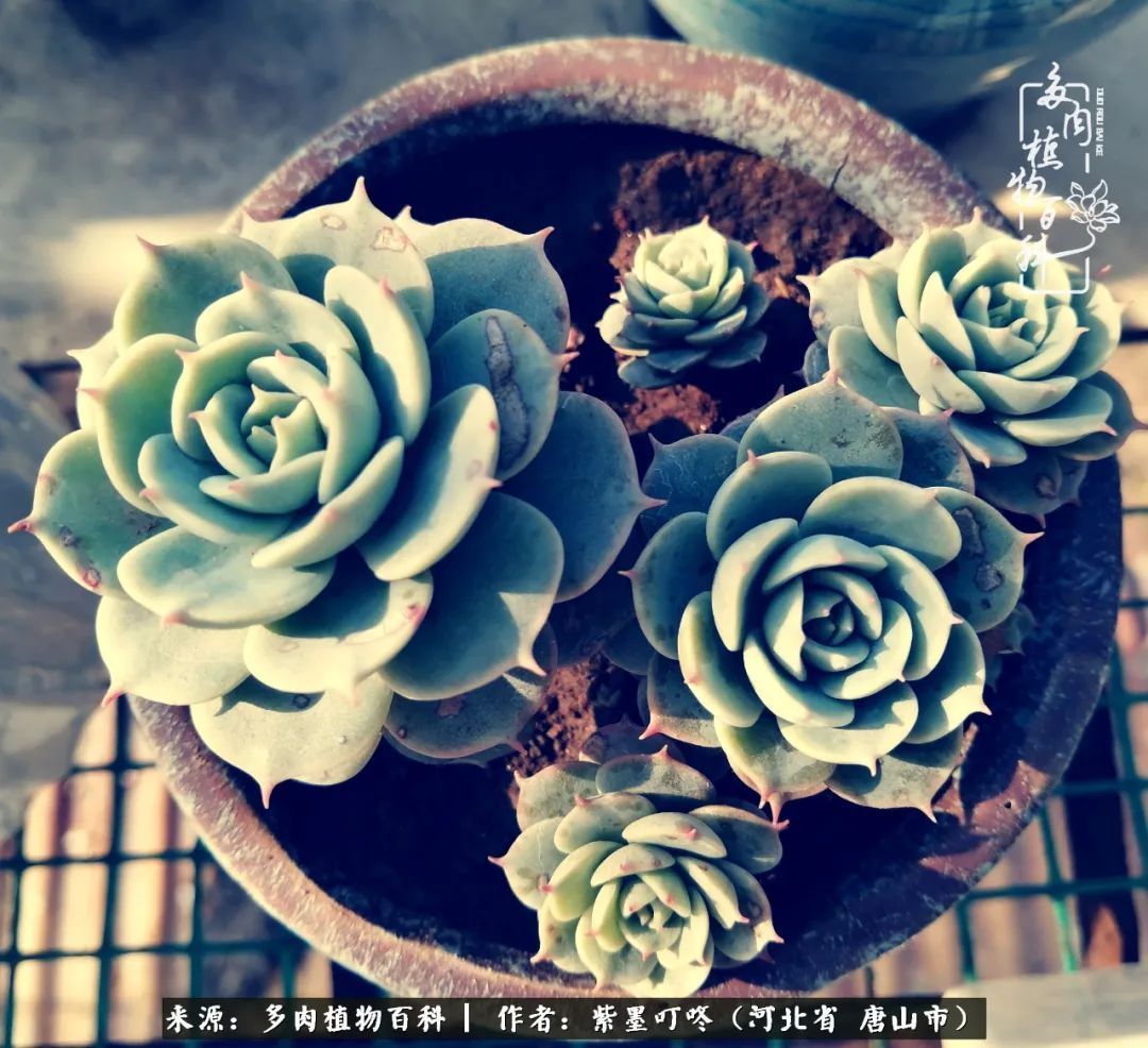 疗愈|从平凡中寻找美感,从噪杂中寻找宁静——多肉给予我的心灵疗愈!