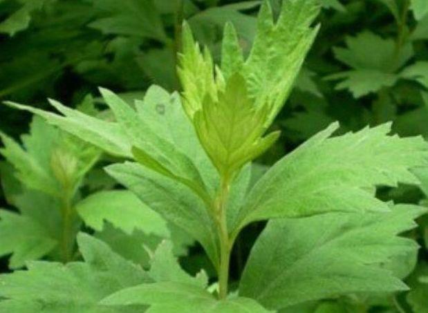 野菜|十个女人九个宫寒，夏天野菜常吃，活血调经，暖宫，防治妇科病