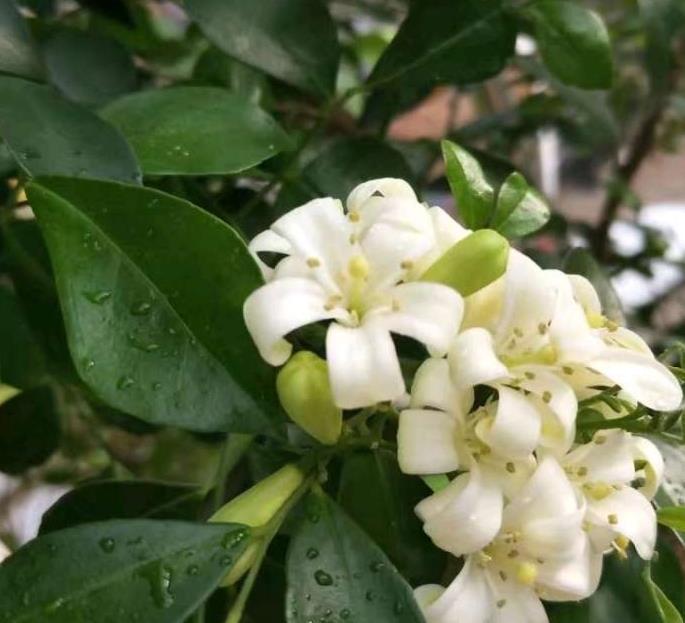香气|种在阳台的九里香,既能净化空气环境,又能满屋飘香
