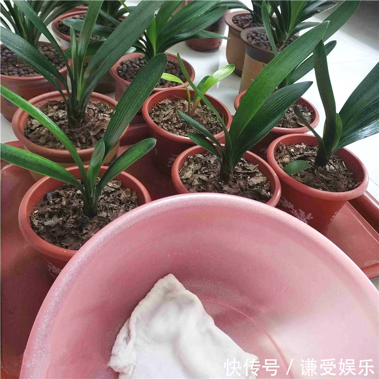 趋光性|君子兰长“歪”叶,赶紧做2动作,叶片油绿肥厚,整齐排成一条线