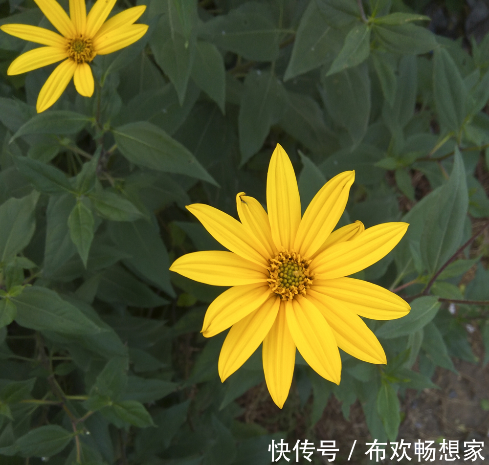 奇葩的入侵植物没人厌，开花是菊收获是姜，比姜不辣好吃百倍