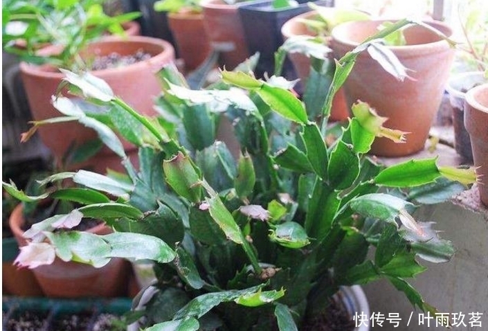 保湿|很好养的6种花草，扦插生根快，花儿开成团，漂亮易养活