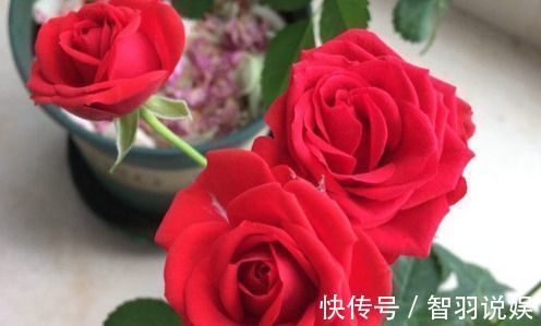 喜欢玫瑰，不如养“高端玫瑰”永远的莫斯科，色泽鲜艳，艳压群芳