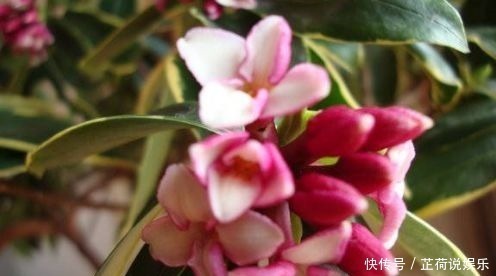 葡萄|养花就养此4种,开花早花期长,花色美丽,值得养护