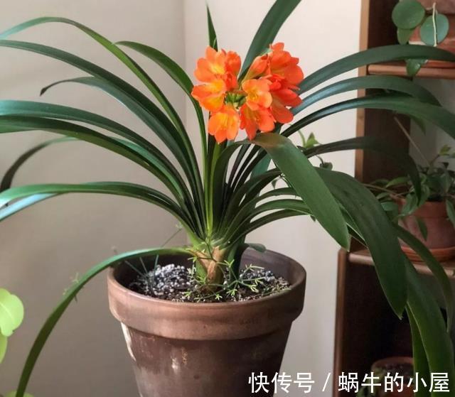 盆栽|立秋后，打理君子兰盆栽，甭急着干这3件事，不然人受穷花遭殃
