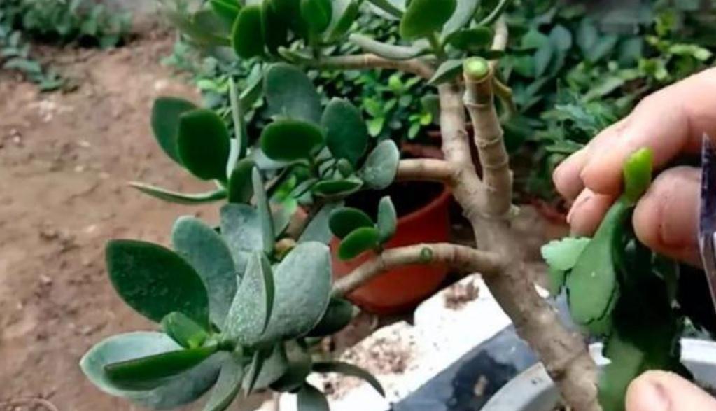 玉树砍一刀,插上长寿花,10天就成活,5个花色轮番开,变大花树