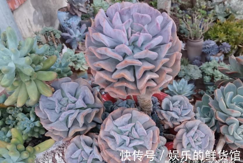 夏季|这8款多肉本身不容易褪色,秋天太阳稍稍晒一下还能变得更美