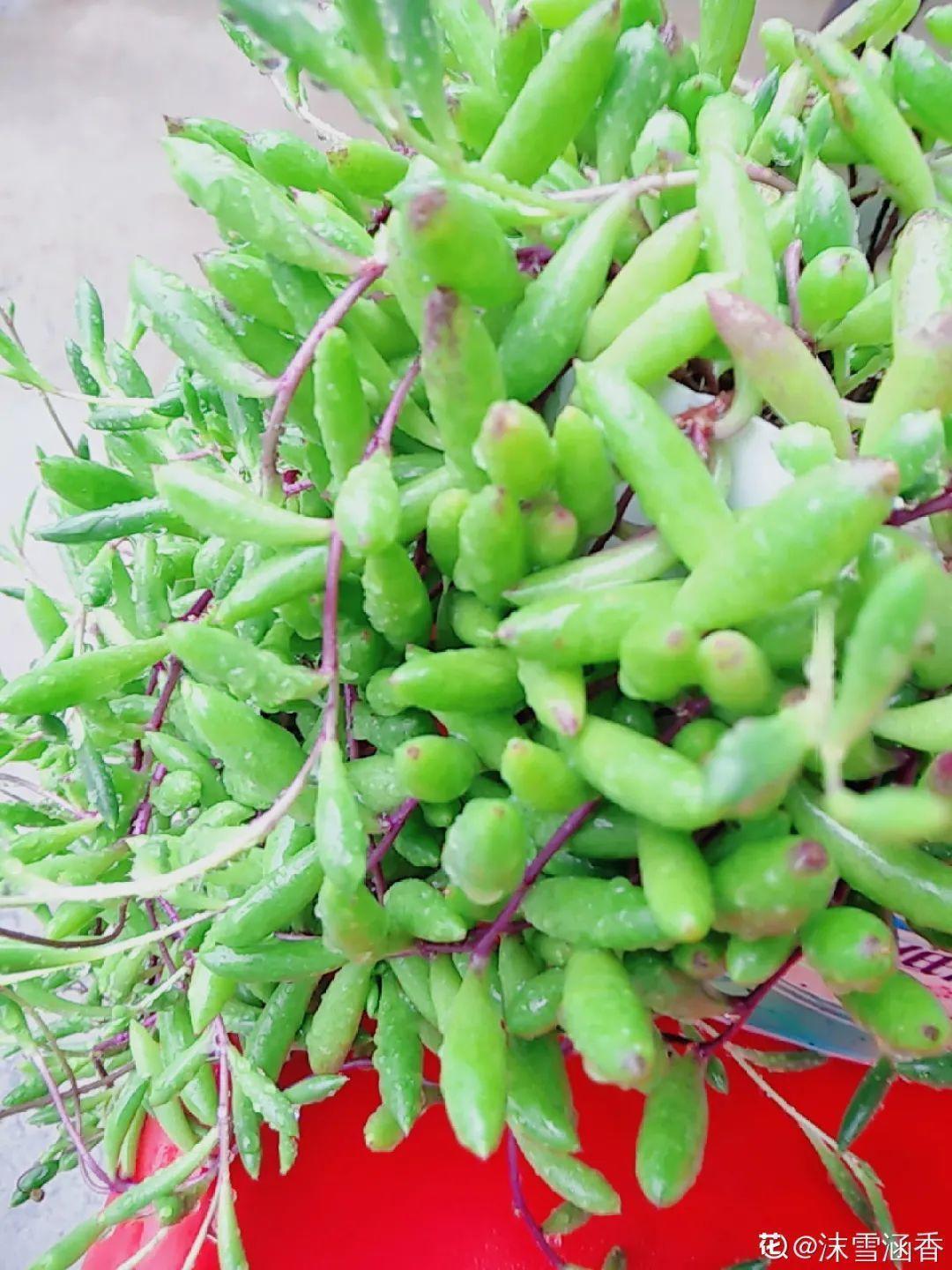 10种“养不死”的花,绿萝只能排最后一名,养死3种以上的举手