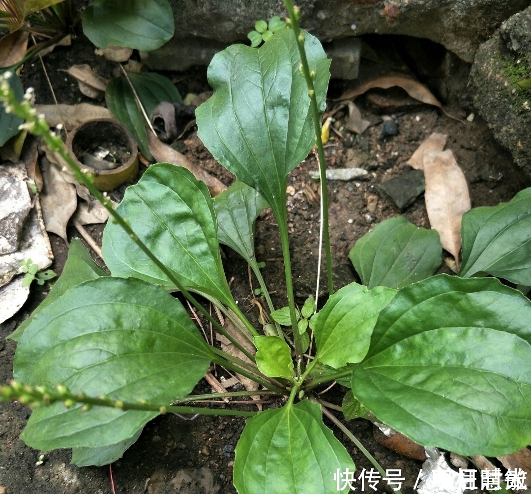 牛耳朵草|农田中的“害草”，看到要拔回家，好处不请自来，作用非常大