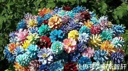 多捡些松果带回家，一处理埋土里，轻松长成精致的绿植盆景