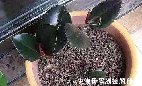 养活|这5棵“树”太贵了,偷偷摘一截枝条就养活了,不用花钱买啦!