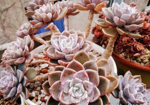 多肉从小苗养成老桩是什么样的体验？当然是没状态也成就感满满的