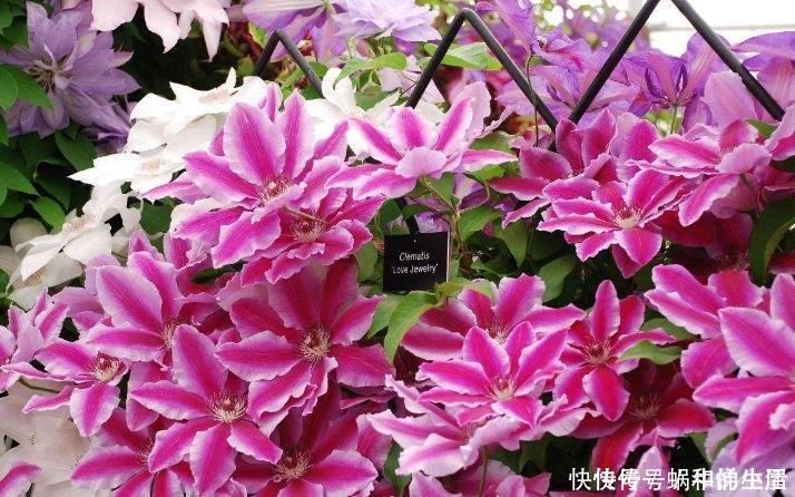 营养土|4种花养家里，美成了花园，名字好听，开更美，开花漂亮上档次！