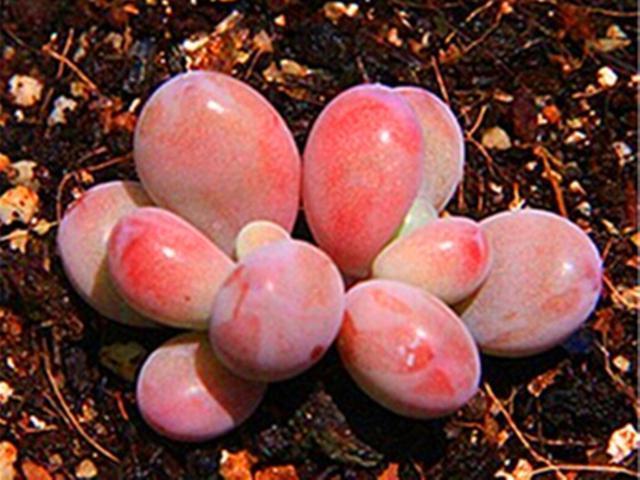 它们不是桃蛋，只是和桃蛋很像，有的香气十足，有的和汤圆一样圆