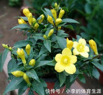 8种“小毒花”,叶子毒性大,家里若养着,光看别动它