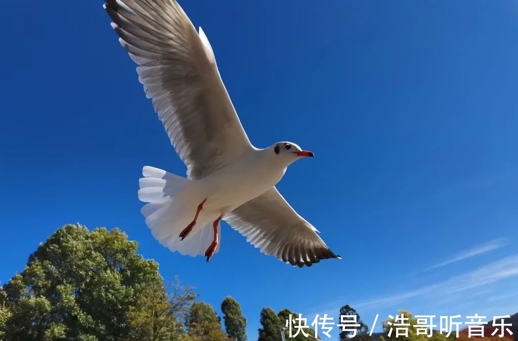 飞翔|海鸥“先头部队”飞临泸沽湖，最美冬季开始啦