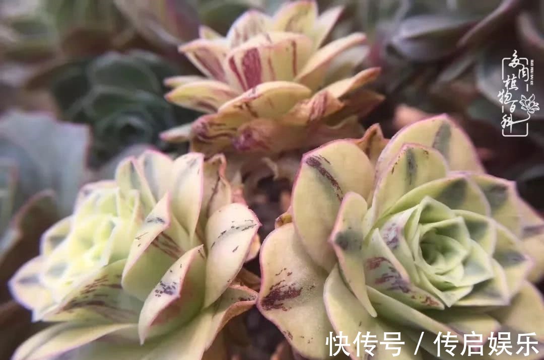 科普“山地玫瑰锦”万中无一，仙气缭绕！附养护知识！