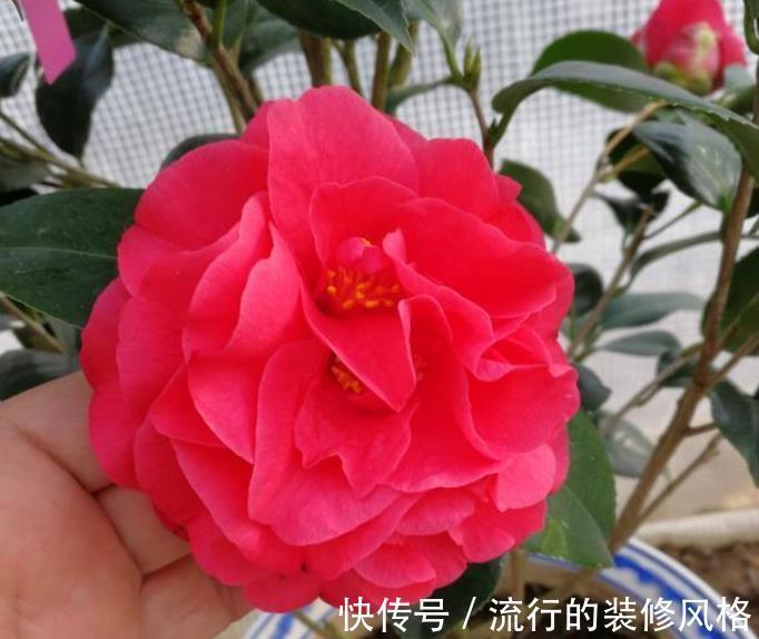 茶花|如果不差钱，客厅建议摆放3样“高贵花卉”，让家居更精致