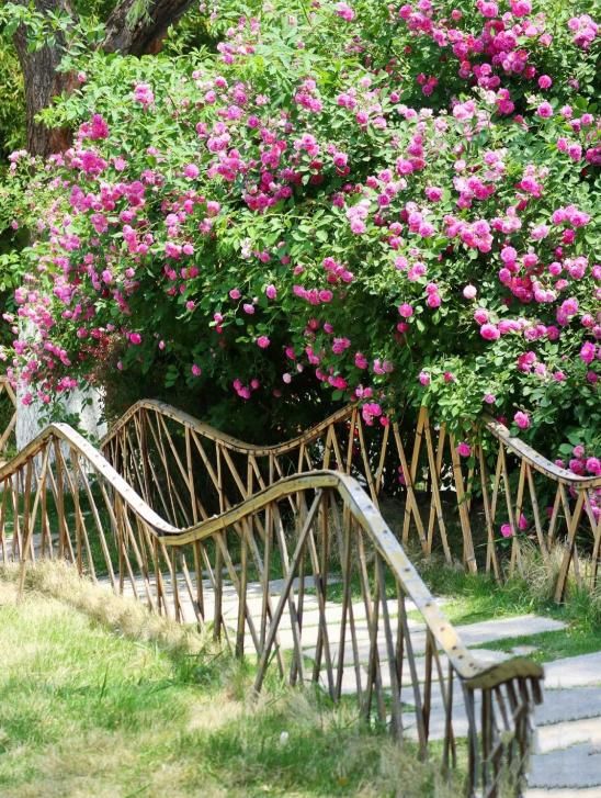 美炸 山东的蔷薇花进入盛花期 浓缩了夏日80 的浪漫风情 快资讯