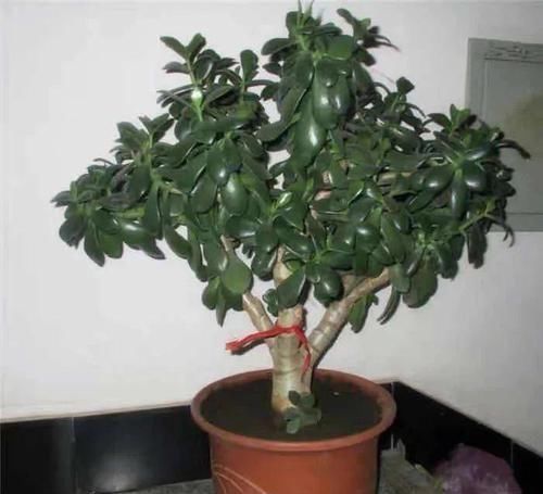 最适合懒人养的5种花，省心又好养，偶尔浇浇水就可以活