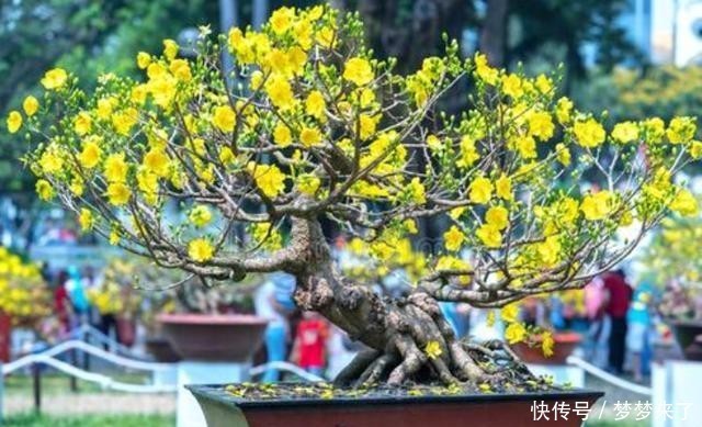 养花|和别人养同样的花,为何差距那么大?关键5点要了解,要有针对性