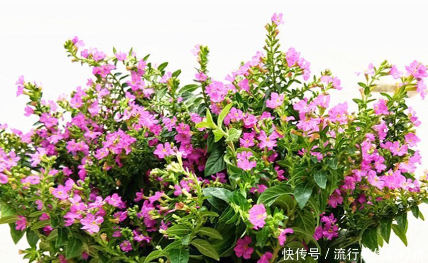 花来超|两种花特好养,开起花来超漂亮,不大用管理自己就能开爆盆