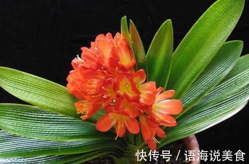 绿萝|4种花是花中“酒鬼”,每月喝两杯,根壮叶肥厚,还能多开花