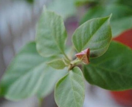 三角梅只长叶子不开花老花友教你一招,一次能开大半年