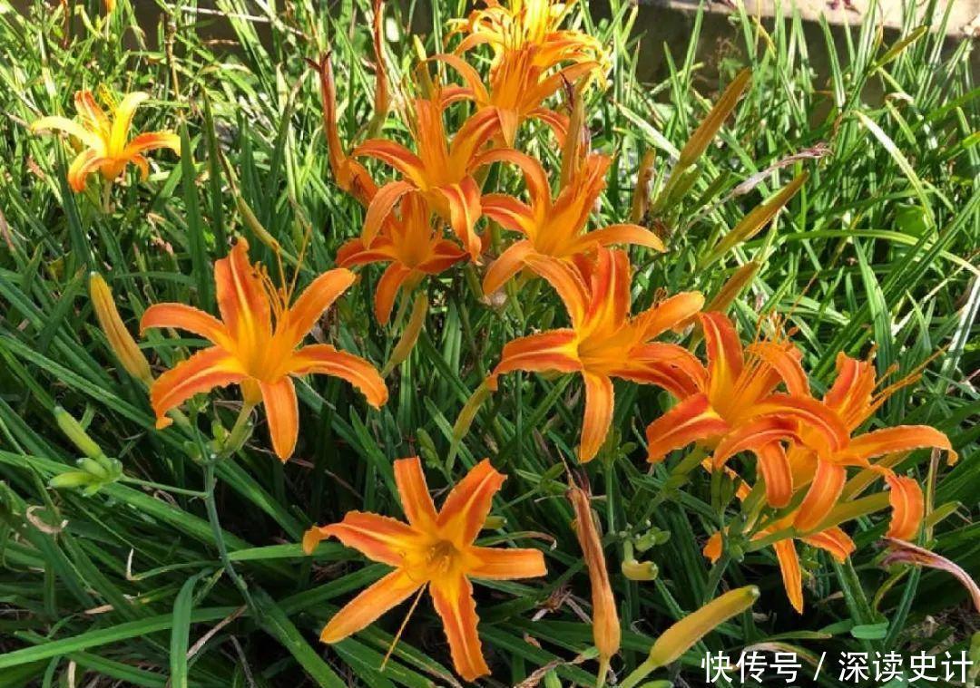 农村的6种花,烙饼子、炒菜、炖汤···再晚没得吃了!