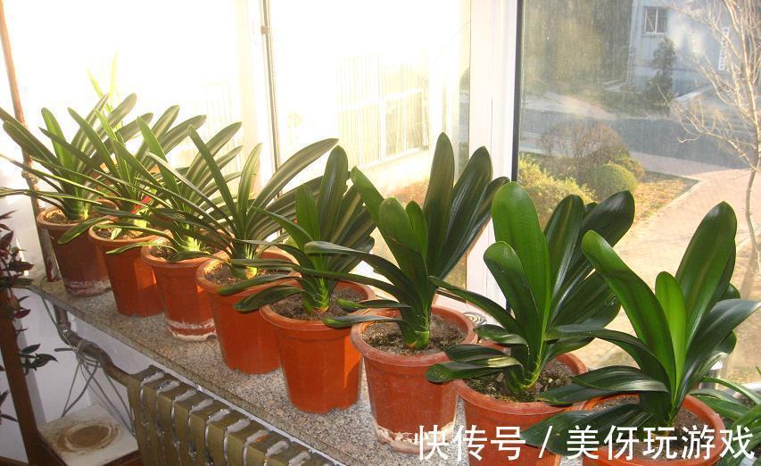 “顽固”君子兰，八年不开花？打开4个“小开关”，满盆花箭乱窜