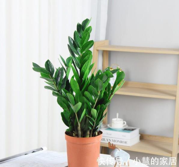 浇水|5种漂亮的耐旱花，30天不浇水照样生机勃勃，适合新手和懒人