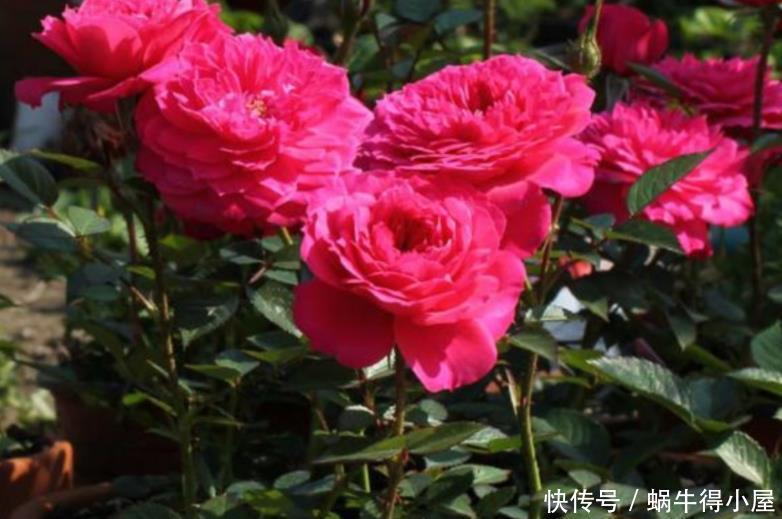 枝条|养月季,该从哪些地方着手防治病虫害,让植株开花漂亮?