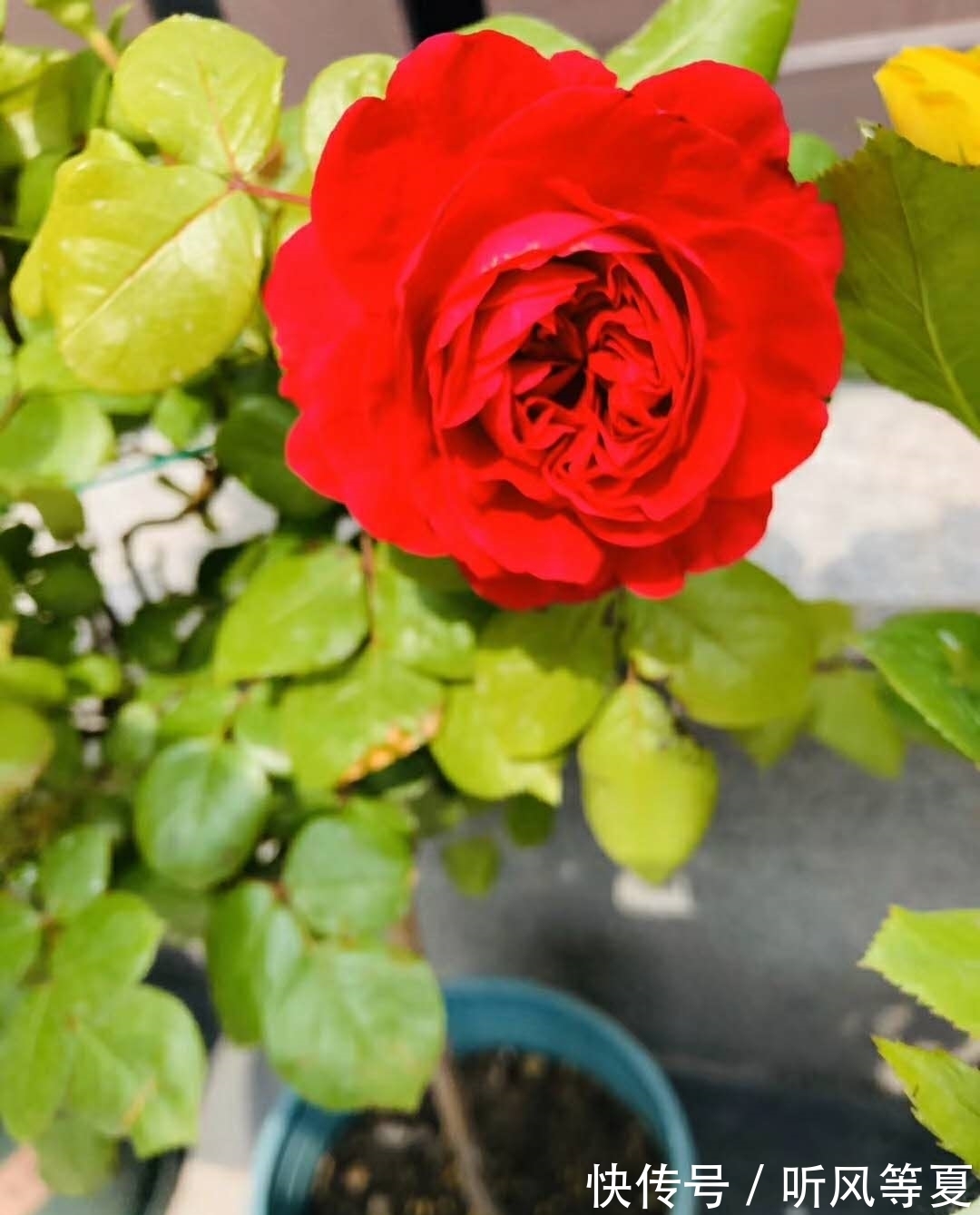 你的月季总是扦插不活,试试这种方式,做法有趣又容易生根