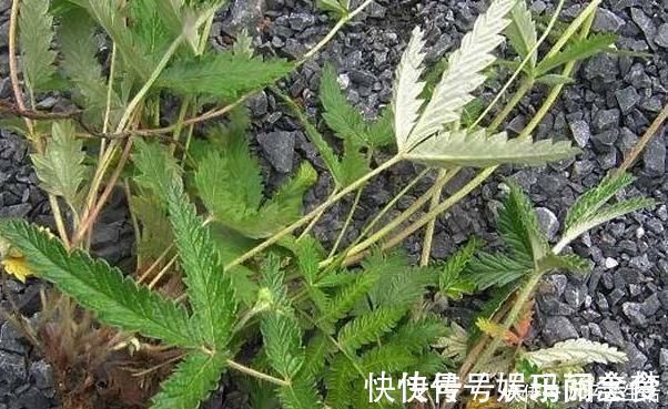 根部|这种野草全身都是宝，嫩茎是野菜根部能生吃，价值高你见过吗？