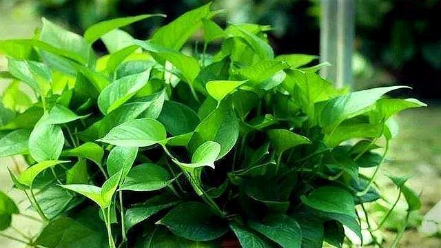 想养好花，“配土”加点“料”，变成万能土，疏松透气，养啥都旺