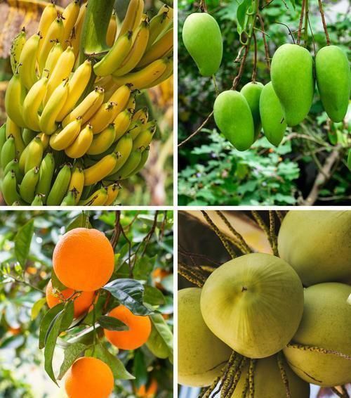 全球变暖 如果亚马逊雨林被彻底烧毁，可能会发生在地球上的11件事