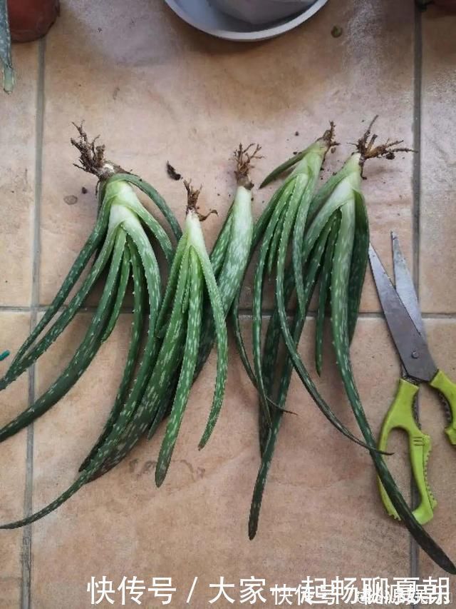 根系|3种花不用扦插,掰下来就能活,1盆变10盆,懒人也能养