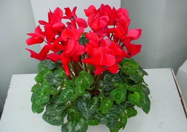 没出现这3种状态,别给植物乱换盆土,不然全是瞎折腾