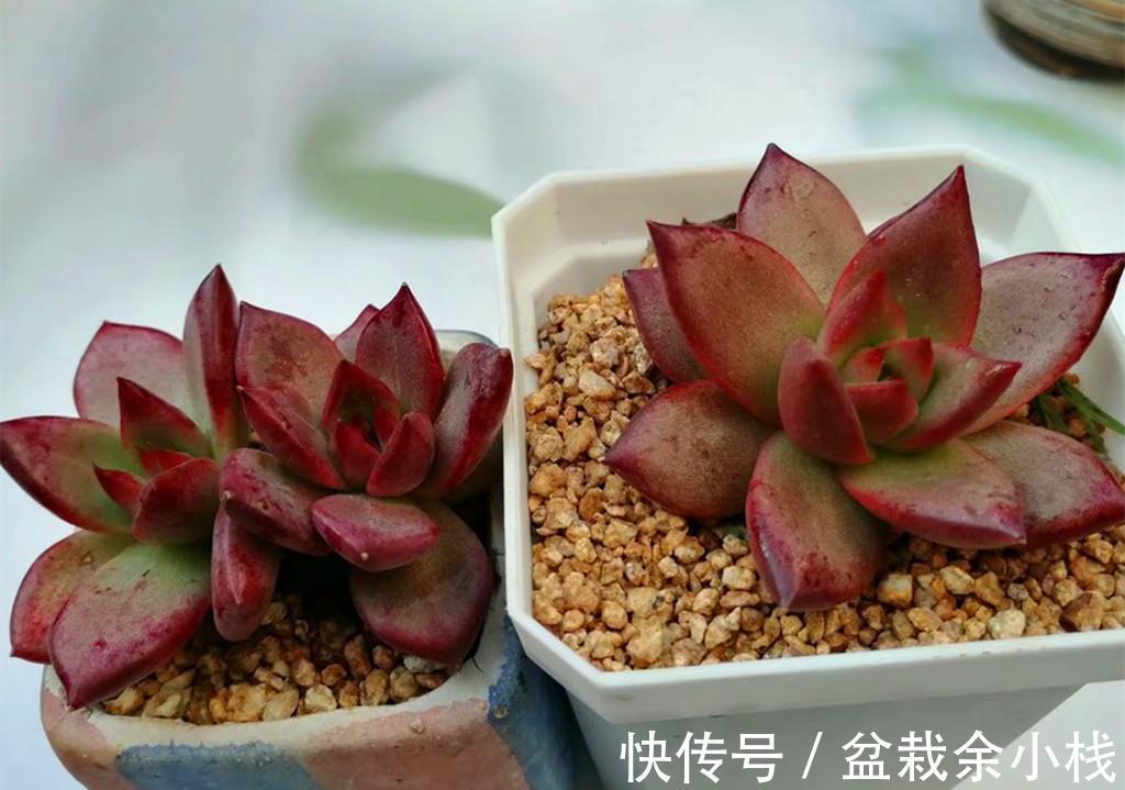 肉友们|这些从春可以红到秋的多肉，比较不容易掉状态，值得拥有