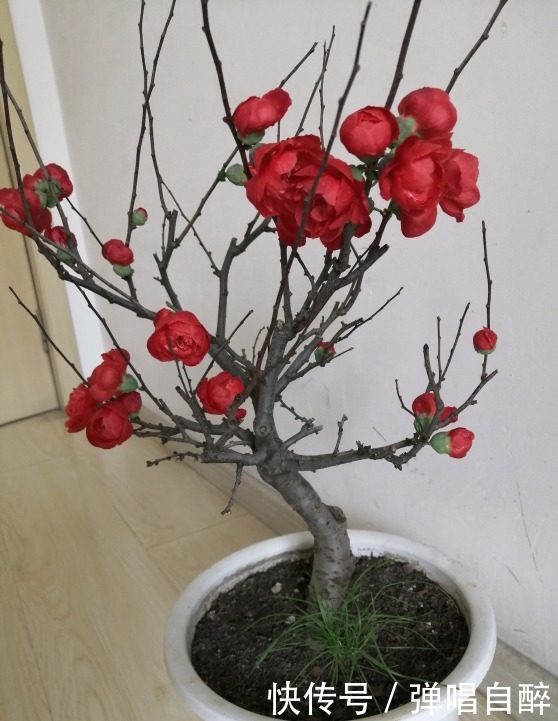 养花土壤别乱用,加上3种东西,肥力足了,几年不用换盆