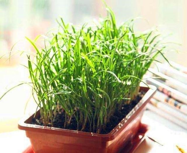 阳台上种上一盆这些蔬菜，不用买菜还能当花赏，快来种一盆