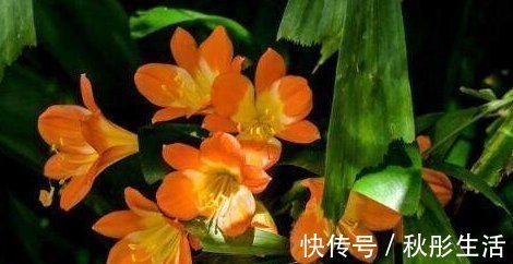 光照|君子兰烂心要死了别扔,教你一招,分分钟满血复活