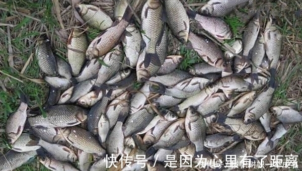 窝料|适合天冷使用的窝料和饵料,秋末野钓大板鲫,效果出奇的好!