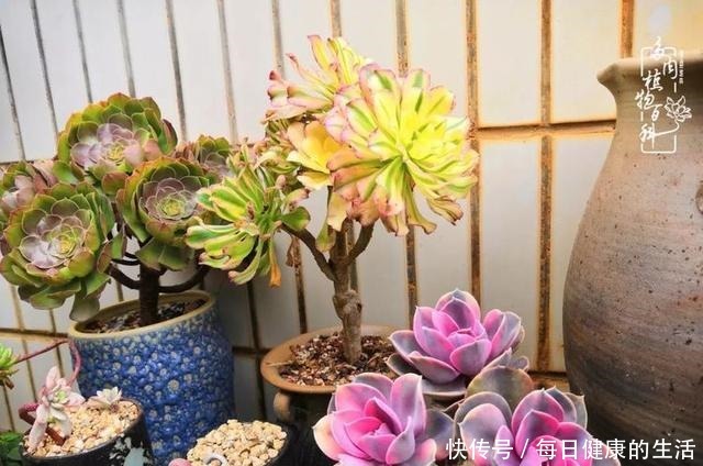 如何让多肉变美看看我是如何宠它们的!如何让多肉变美看看我是如何宠它们的!