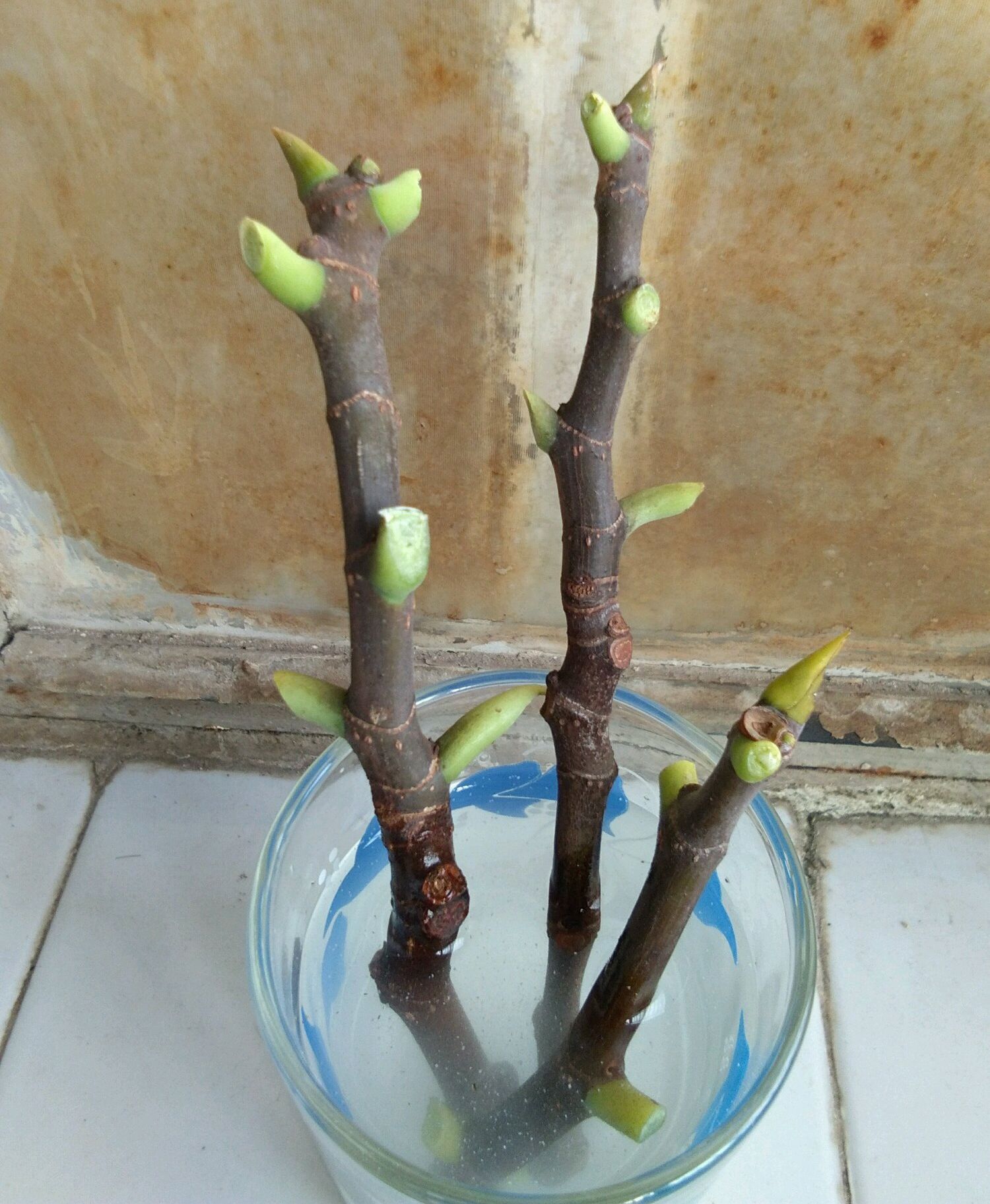 枝条|无花果水培繁殖难生根教你一招10天生根的方法,试过的都说好