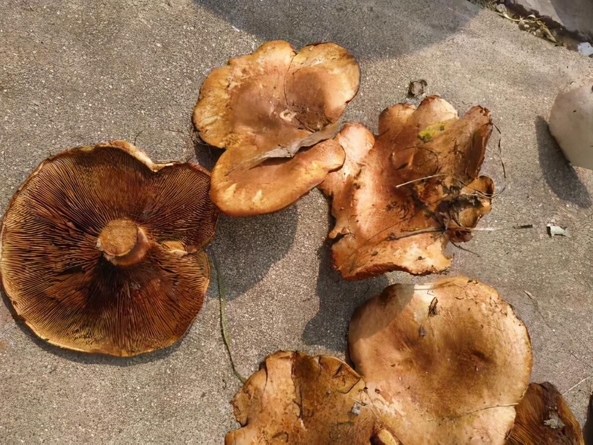  何清洗|鲜嫩的蘑菇味道鲜美，但是不好清洗，掌握方法是关键