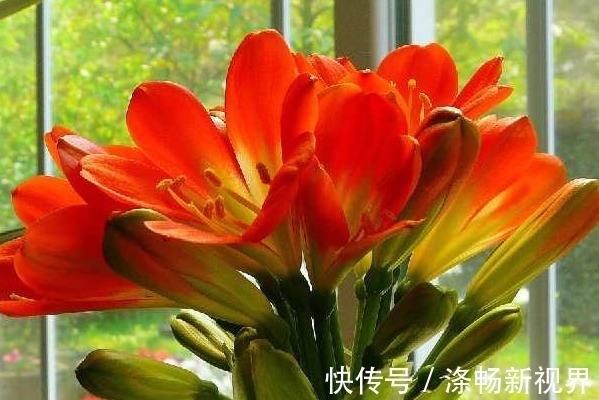 老花农告诉我用这种东西养君子兰,叶子绿油油花朵无数